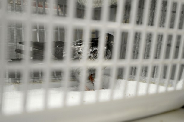 An injured pigeon is seen through the slats of a plastic basket as it recuperates at the Bird Center of Washtenaw County in Ann Arbor. Melanie Maxwell I AnnArbor.com